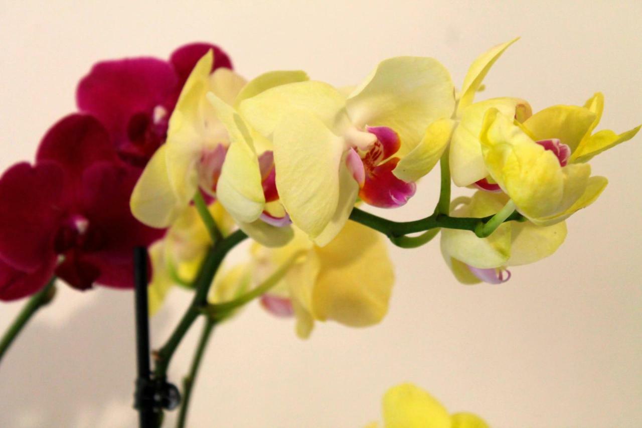 B&B Le Orchidee Alghero Exteriér fotografie